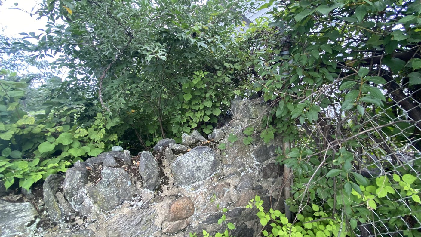 Close view of the vine-covered wall
